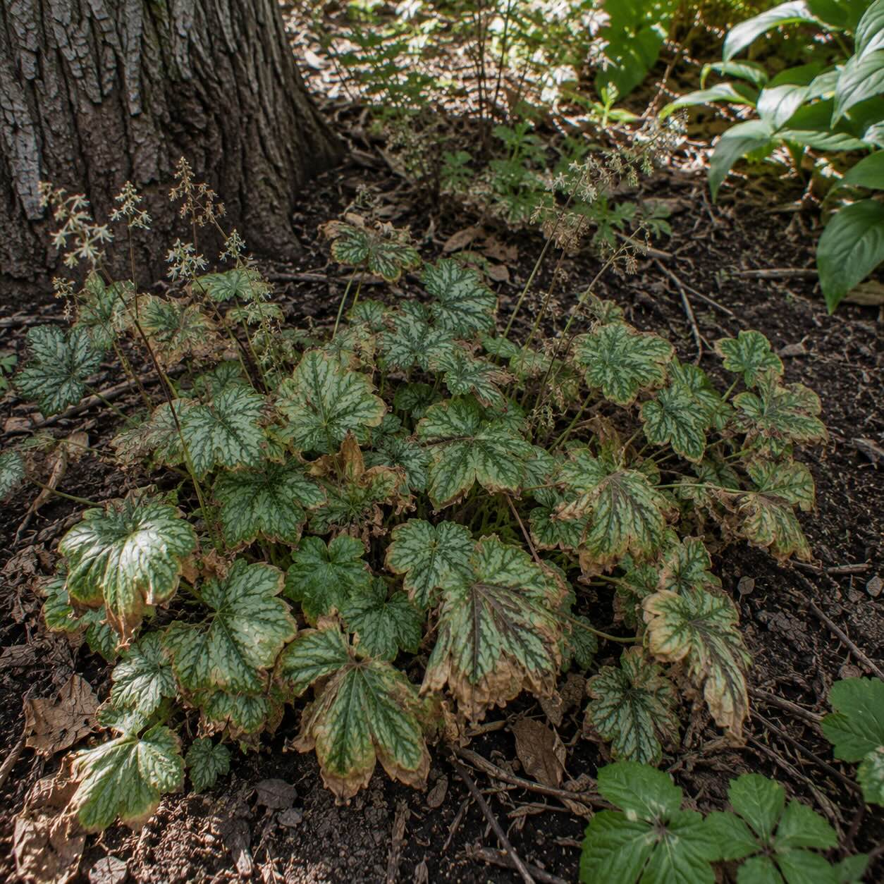 mitrovnicka-tiarella-s-poskozenymi-listy-vlivem-sucha-a-konkurence-korenu-ve-stinu