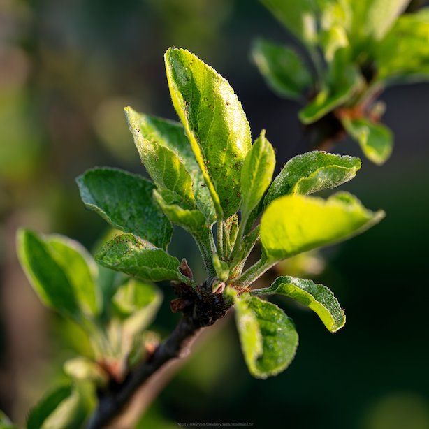 mlade-listy-ovocneho-stromu-napadene-msicemi-zacatek-deformace