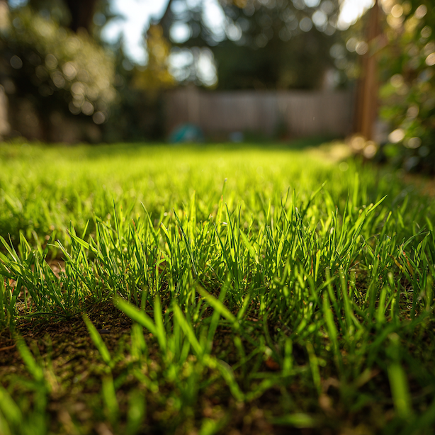 mlady-travnik-v-prvnich-tydnech-po-zalozeni-behem-zakorenení