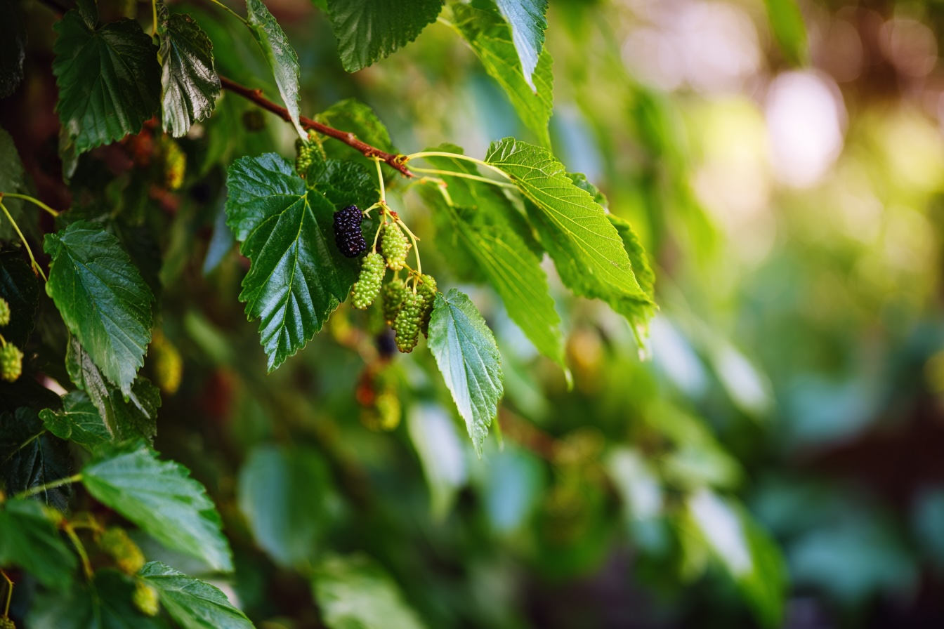 moruse-cerna-vetve-plody-zralost-listy-detail-prirodni-scena