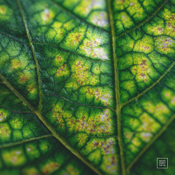 mozaikovy-virus-rostlin-mozaika-listu-nepravidelne-zlutozelene-zbarveni