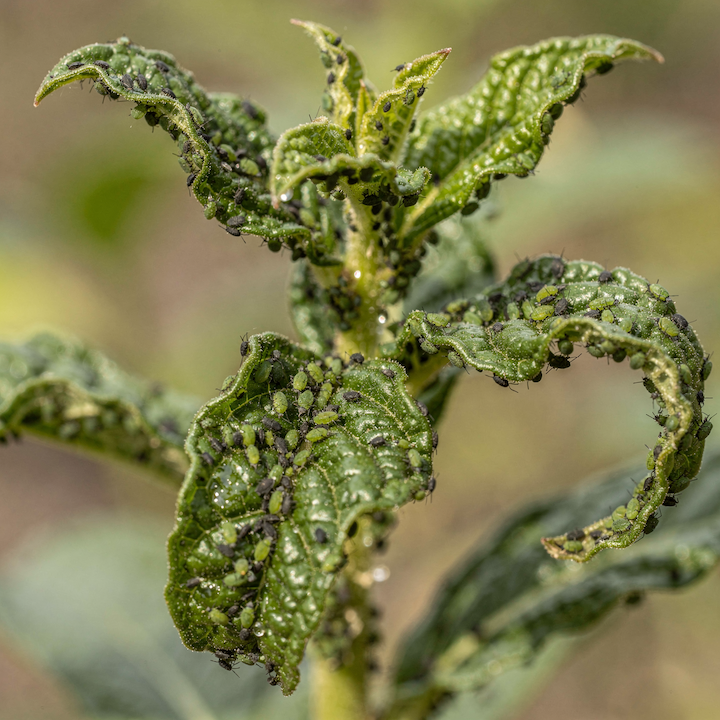 msice-na-mladych-vyhonech-rostliny-deformace-listu-a-lepkavy-povrch