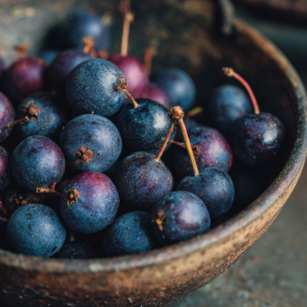 muchovnik-amelanchier-sklizen-plodu-miska-cerstve-bobule