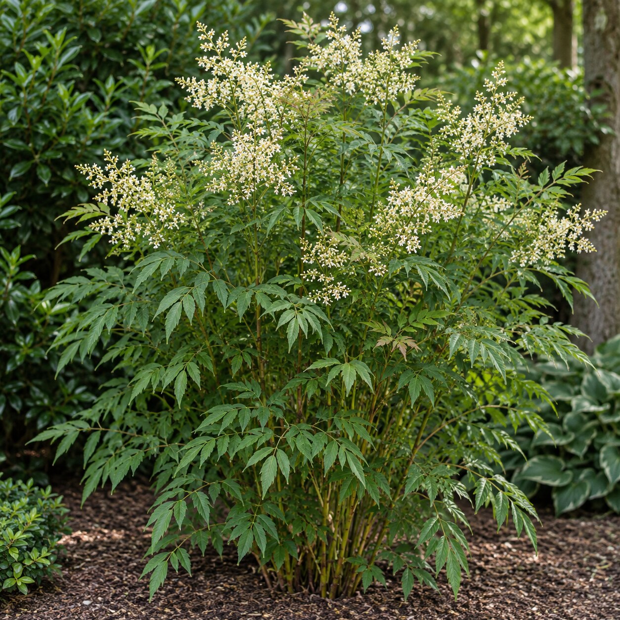 nandina-domaci-v-kvetu