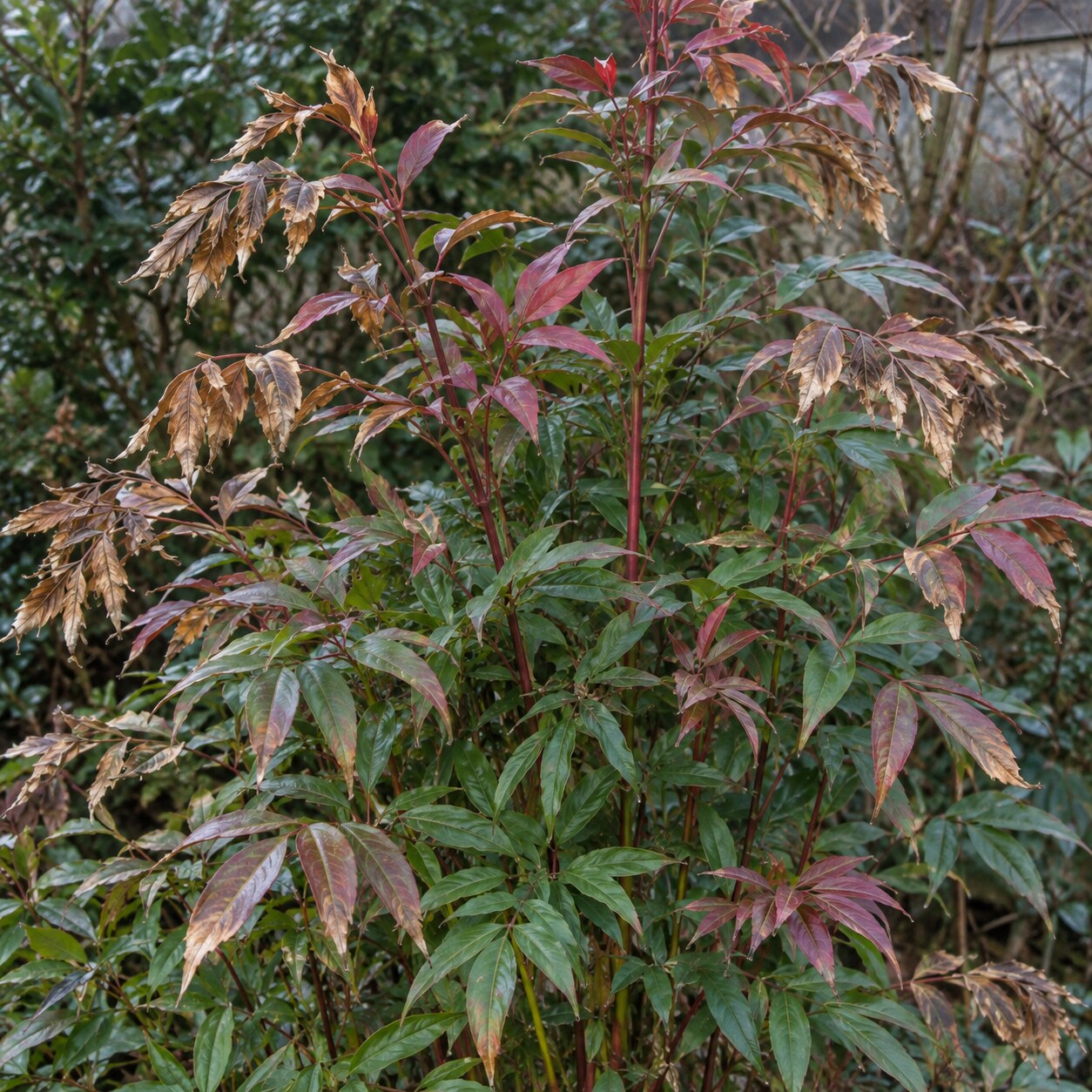 nandina-poskozena-zimnim-suchym-vetrem