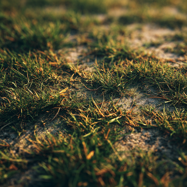 nerovnomerny-travnik-s-mistnimi-prosvity-pudy-a-slabsim-porostem