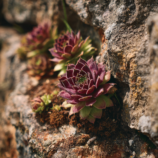 netresk-sempervivum-ruzice-listu-ve-sparach-kamenne-zidky