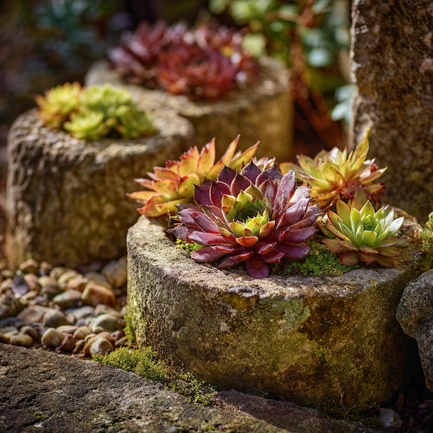 netresk-sempervivum-vysadba-v-kameninove-nadobe-na-sunnem-miste