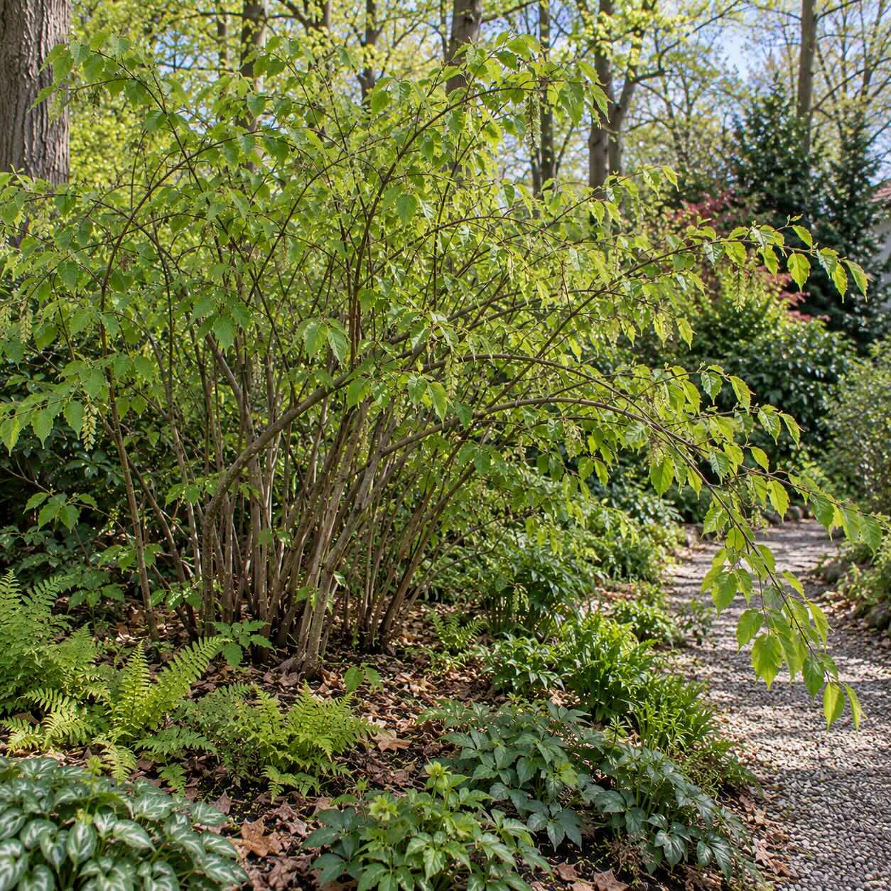 ocasnatec-stachyurus-praecox-starsi-ker-pred-selektivnim-rezem