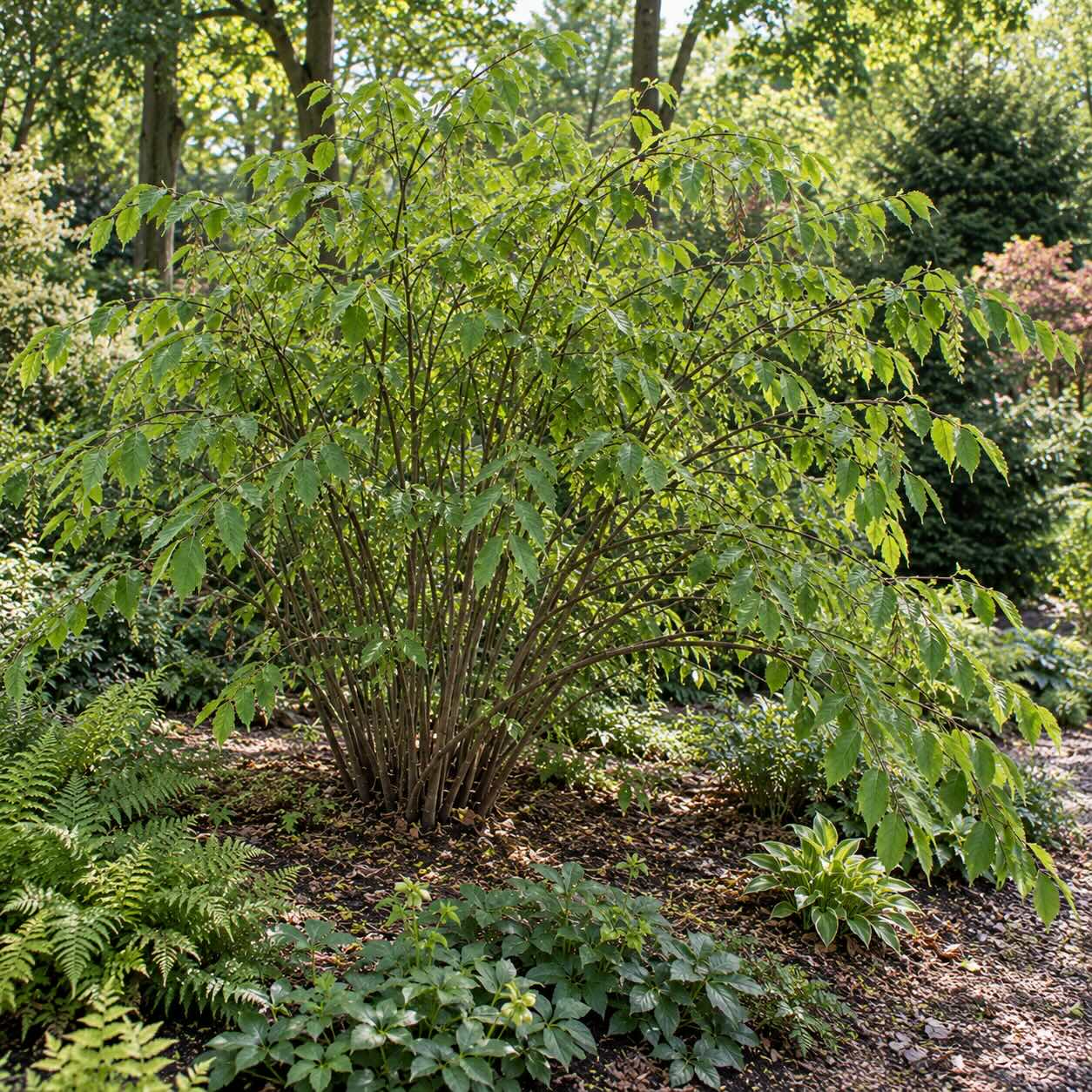 ocasnatec-stachyurus-praecox-vzrostly-vicekmenny-ker