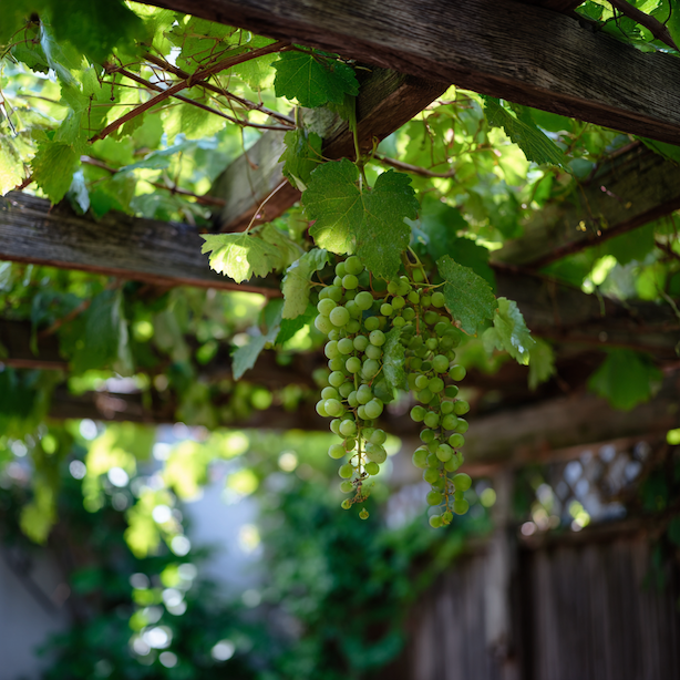 odolna-vinna-reva-piwi-zdrave-hrozny-na-pergole-bez-chemie