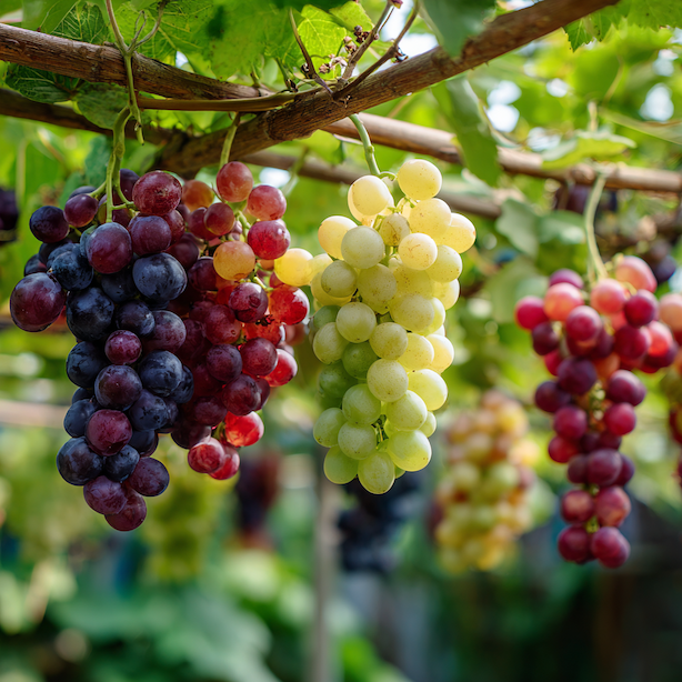odrudy-vinne-revy-vitis-vinifera-ruzna-barva-a-velikost-hroznu-na-pergole