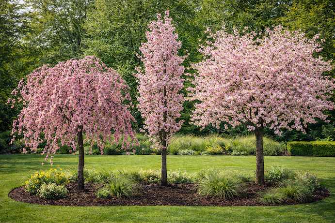okrasna-tresen-prunus-srovnani-previsle-sloupovite-a-siroke-formy-v-kvetu