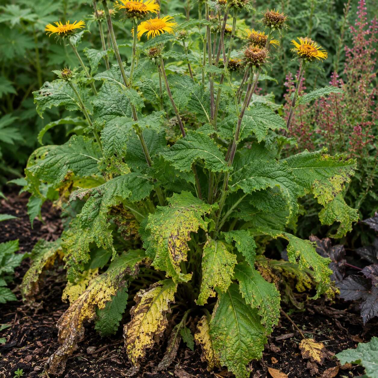 oman-inula-s-poskozenymi-spodnimi-listy-a-priznaky-padli-nebo-listove-skvrnitosti