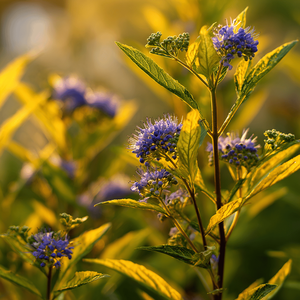 orechoplodec-caryopteris-kultivar-zlute-listy-a-modre-kvety-zahrada