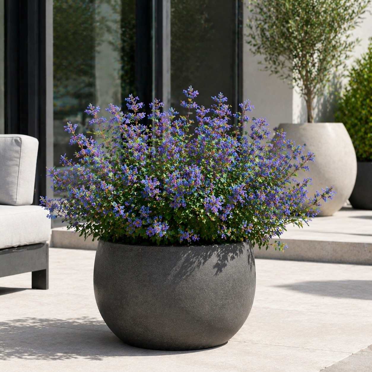 orechoplodec-petit-bleu-caryopteris-clandonensis-nizky-kompaktni-ker-v-nadobe-na-moderni-terase-pred-domem