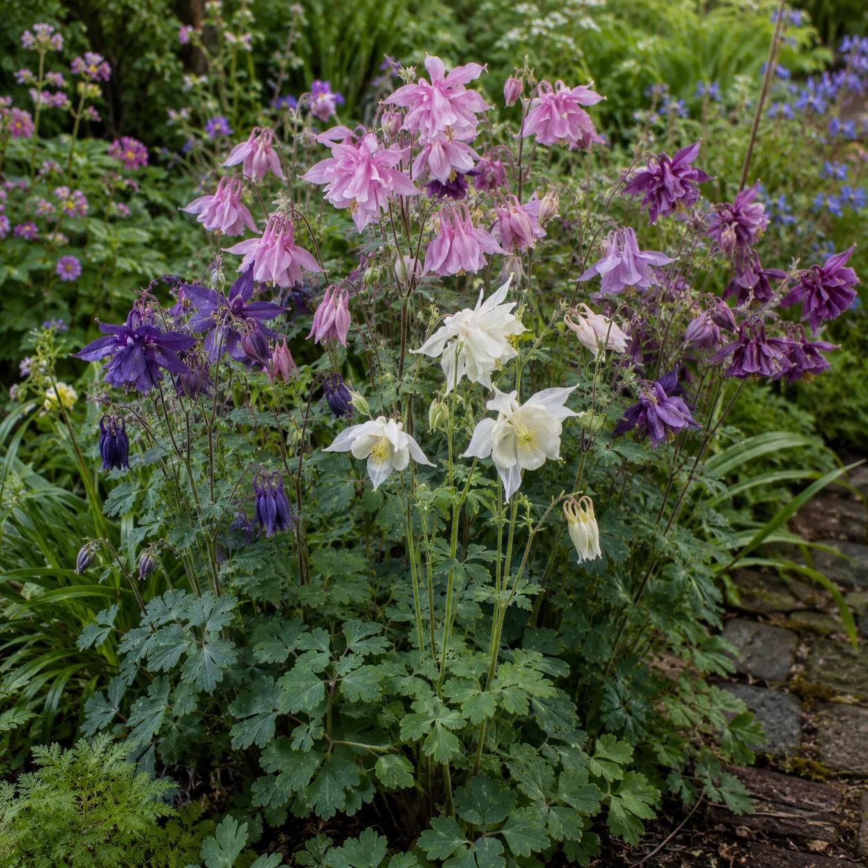 orlicek-aquilegia-v-kvetu-ve-smisene-trvalkove-vysadbe