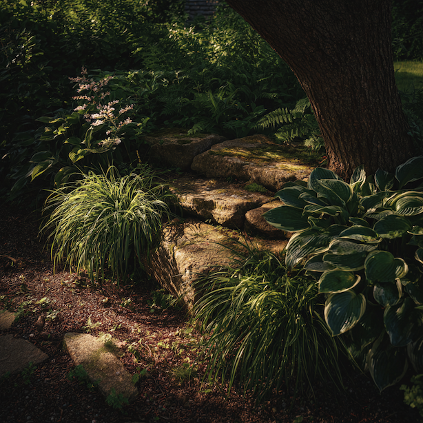 ostrice-carex-v-polostinne-kompozici-pod-stromem-s-hostami-a-kameny