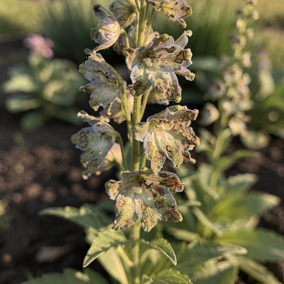 ostrozka-delphinium-choroby-kvetu-a-listu-skvrnitost-a-odumirani-pletiv