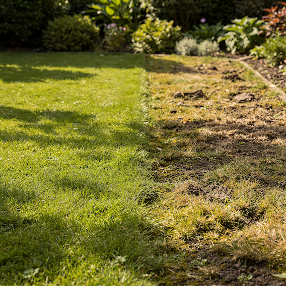 ostry-prechod-mezi-zdravym-travnikem-a-poskozenym-porostem-na-zahrade