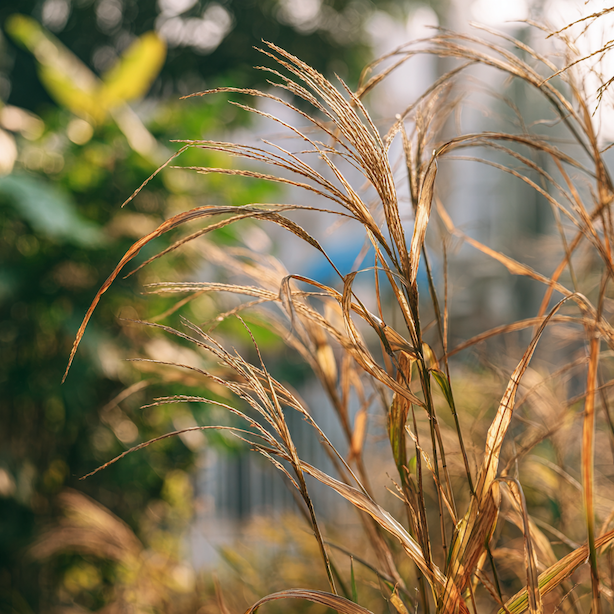 ozdobnice-cinska-miscanthus-sinensis-suche-a-poskozene-listy-na-trsu