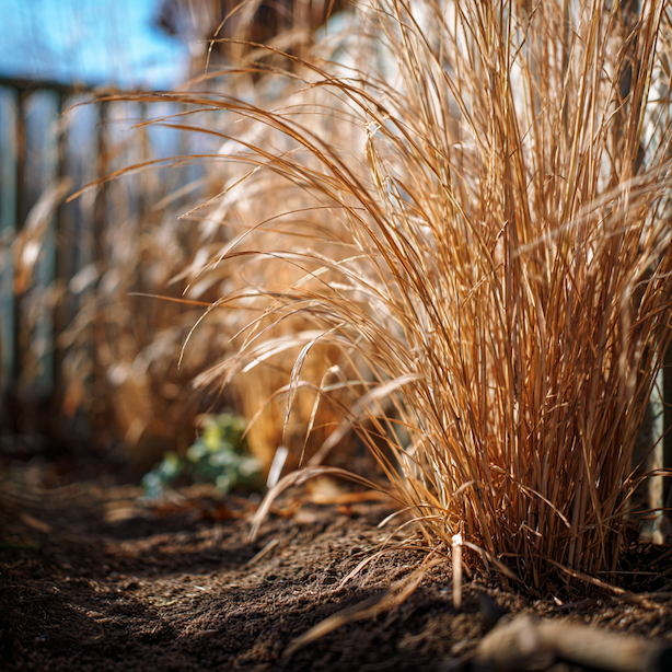 ozdobnice-cinska-miscanthus-sinensis-suche-stonky-pred-jarnim-rezem