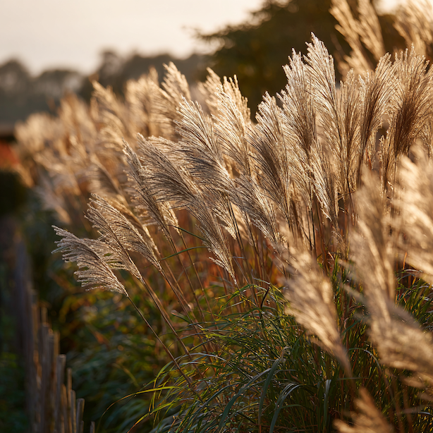 ozdobnice-cinska-miscanthus-sinensis-vysoke-trsy-jako-ziva-clona-u-plotu