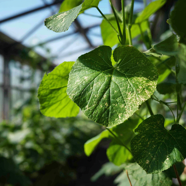 padli-na-okurkach-bily-povlak-a-skvrny-na-listech-ve-skleniku