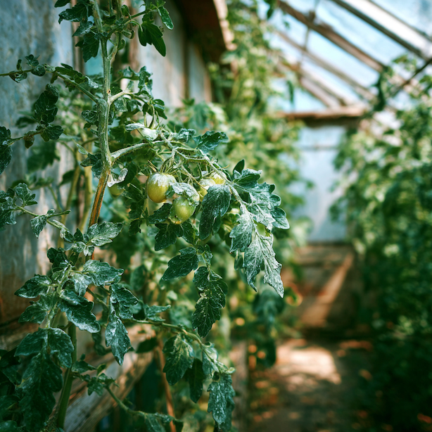 padli-na-rajcetech-bily-povlak-na-listech-ve-skleniku