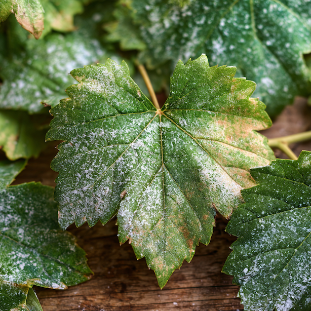 padli-vinne-revy-vitis-vinifera-bily-moucnaty-povlak-na-listech