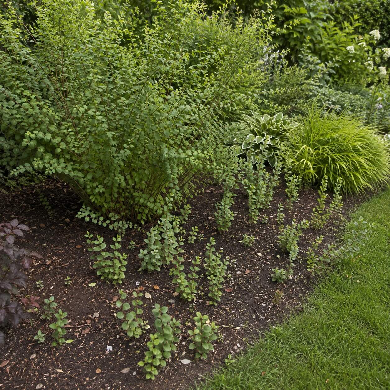 pamelnik-symphoricarpos-s-korenovymi-odnozemi-a-mladymi-vyhonky-rozrustajicimi-se-do-zahonu