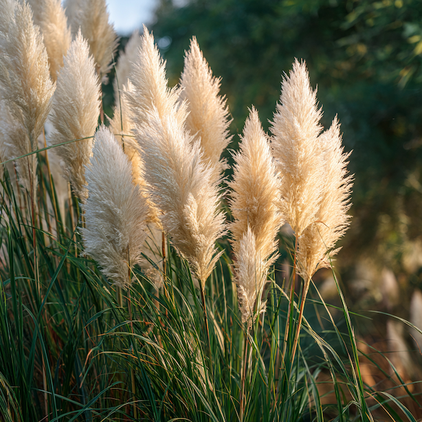 pampova-trava-cortaderia-selloana-plne-vykvetle-chocholy-v-zahrade