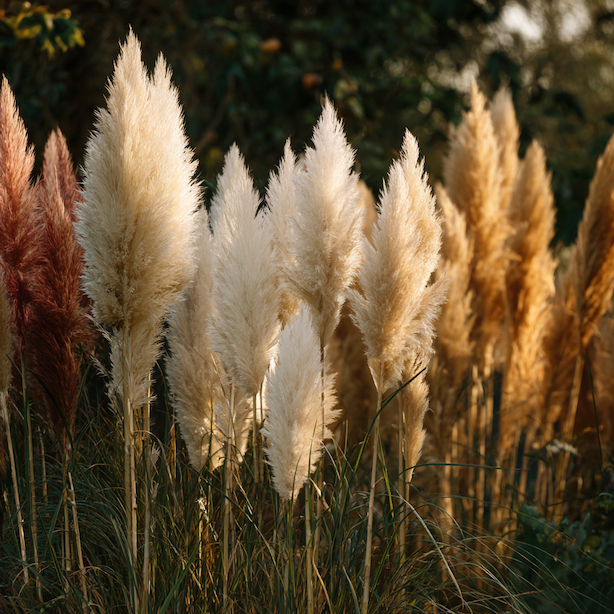 pampova-trava-cortaderia-selloana-ruzna-barevna-zbarveni-chocholu