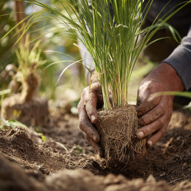 pampova-trava-cortaderia-selloana-vysadba-korenovy-bal-v-propustne-pude