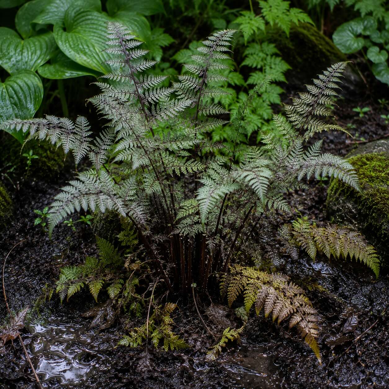 papratka-athyrium-premokrena-puda-hniloba-korenu-ve-stinne-zahrade