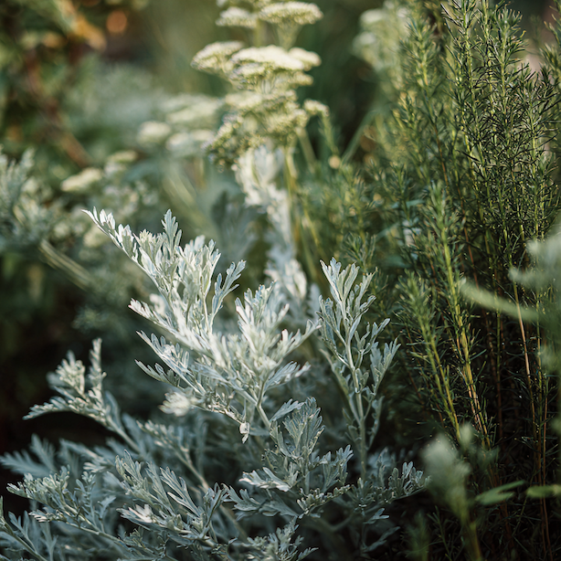 pelynek-artemisia-ruzne-druhy-stribrity-listovy-porost-v-zahonu