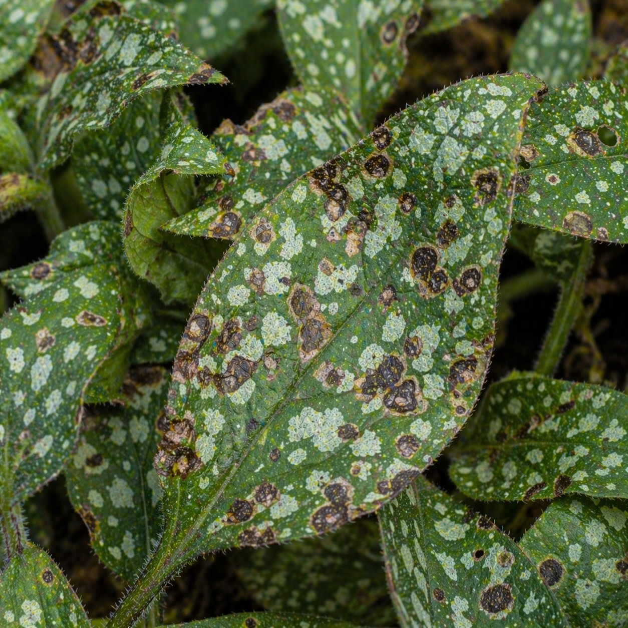 plicnik-listy-se-skvrnami-a-poskozenim-jako-projev-choroby-nebo-stresu