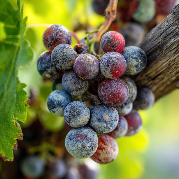 plisen-seda-na-hroznech--sedivy-povlak-a-hniloba-bobuli