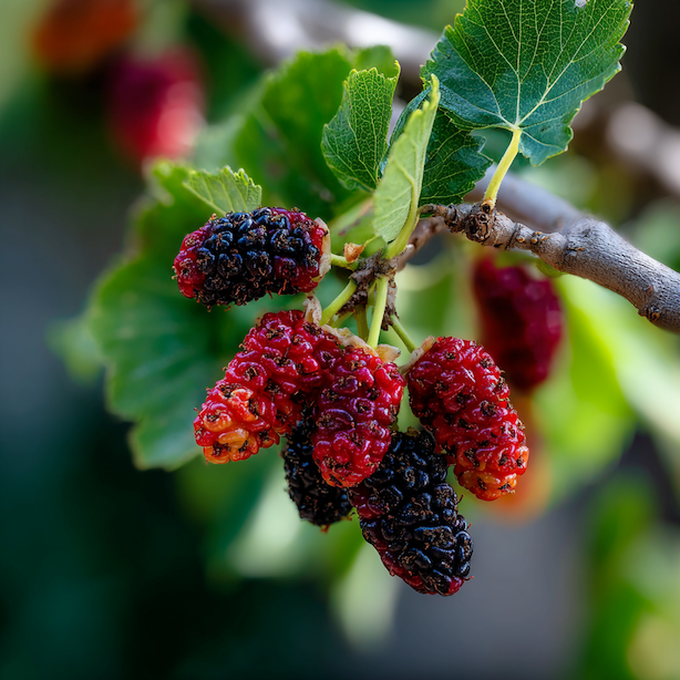 plody-moruse-morus-ruzna-faze-zrani-cervene-a-cerne-bobule