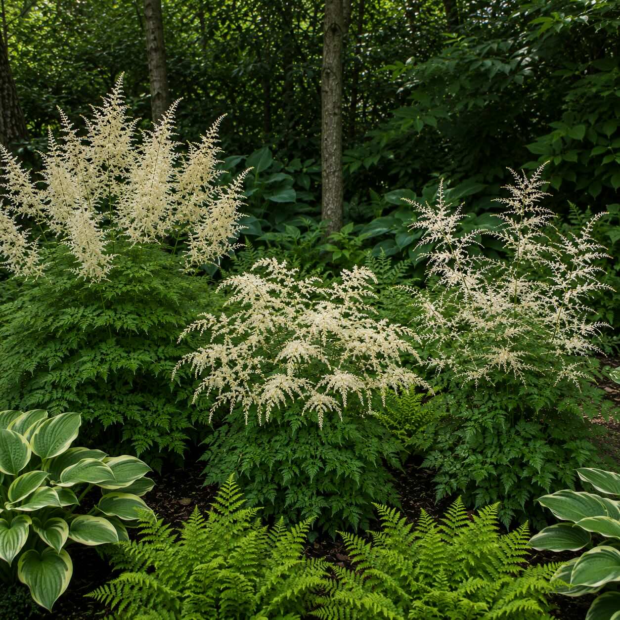 porovnani-aruncus-dioicus-aruncus-aethusifolius-a-aruncus-misty-lace-v-polostinne-zahrade