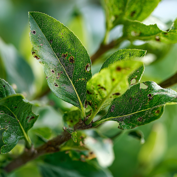 poskozeni-listu-rostliny-skudci-drobne-skvrny-otvory-a-oslabeni-piva