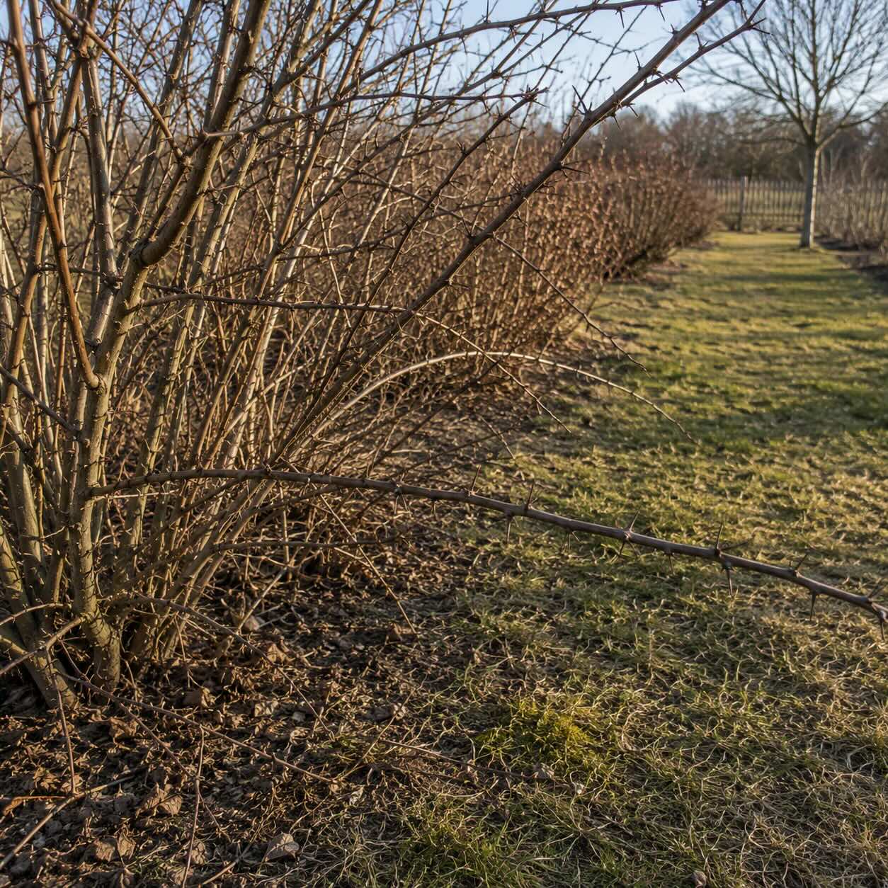 prinsepia-sinensis-starsi-ker-pred-rezem-s-trnitymi-vetvemi-zasahujicimi-do-pruchodu