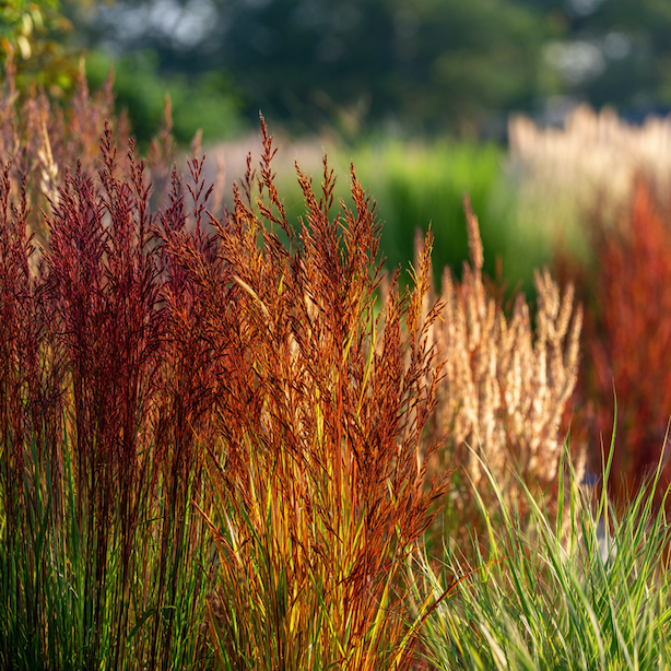 proso-prutnate-panicum-virgatum-ruzne-kultivary-podzimni-vybarveni-zahon