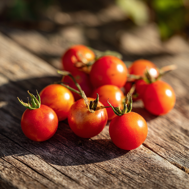 rajce-vilma-kerickove-balkonove-drobne-cervene-plody-na-drevenem-stole-ve-slunecnim-svetle