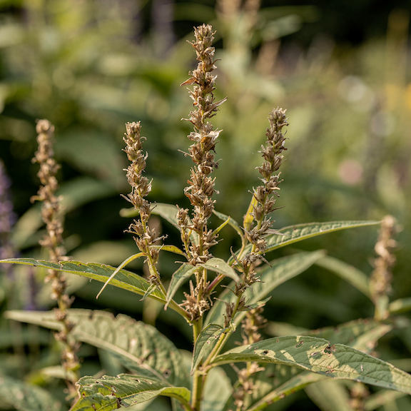 rdesno-persicaria-odkvetla-klasovita-kvetenstvi-pred-rezem