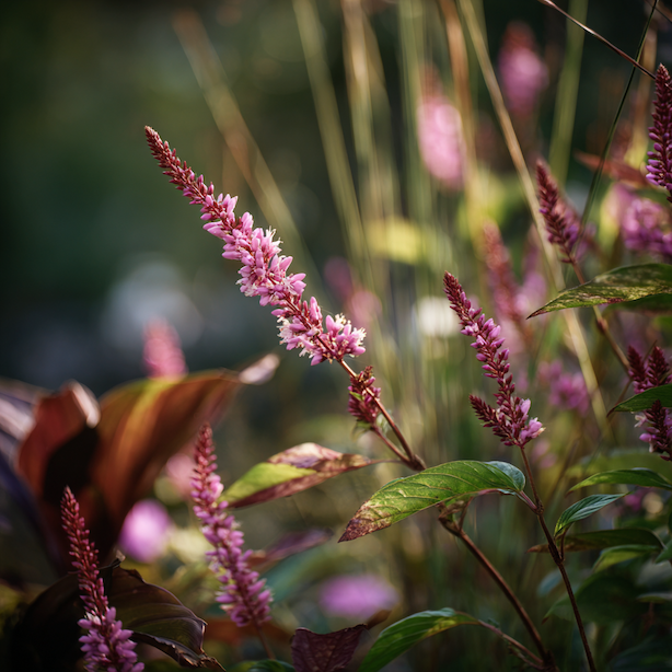 rdesno-persicaria-vyuziti-v-zahonu-s-okrasnymi-travami-a-trvalkami