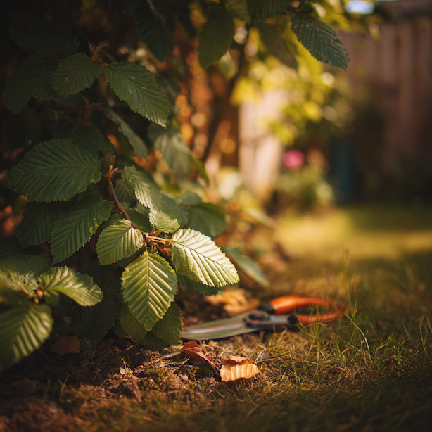 rez-habru-obecneho-carpinus-betulus-u-ziveho-plotu