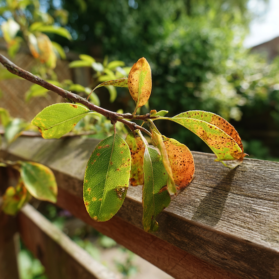 rez-na-hrusni--oranzove-skvrny-a-pustuly-na-listech