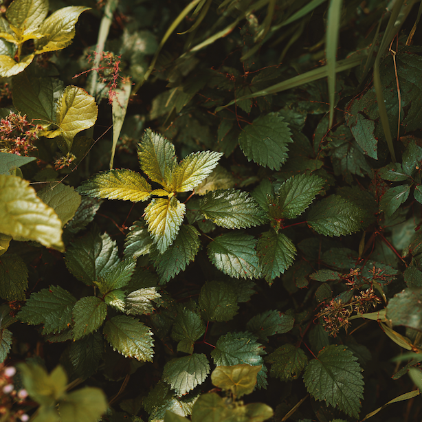 rezervoary-virovych-chorob-rostlin-plevel-listy-skryty-zdroj-infekce