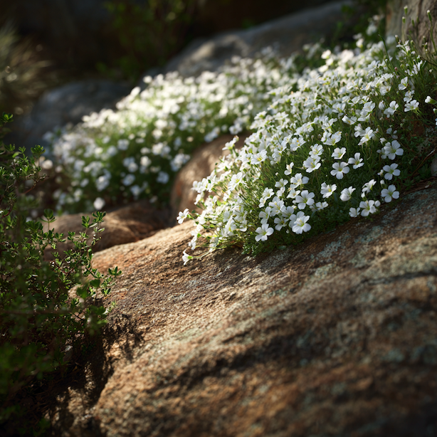 rozec-cerastium-kvetouci-pudopokryvny-porost-na-slunnem-svahu